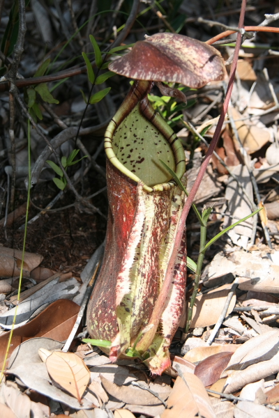 pitcher plant in bako NP.JPG